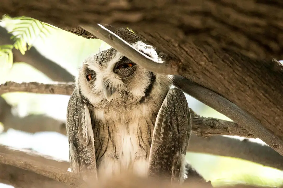 Northern white-faced owl perched